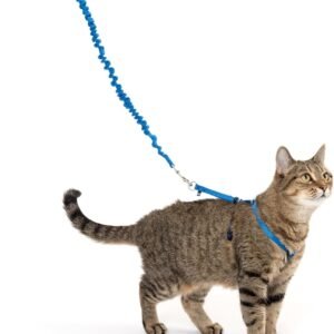 and Bungee Leash, Medium, Royal Blue